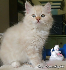 Cinnamon Ragdolls