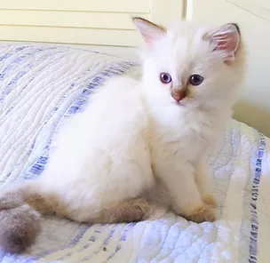 Chocolate Lynx blue eyes Ragdoll of AmourToujours.webp