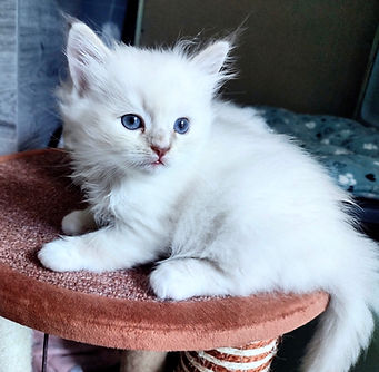 Fawn Lynx Mitted Mink Ragdoll of AmourToujours_edited.jpg