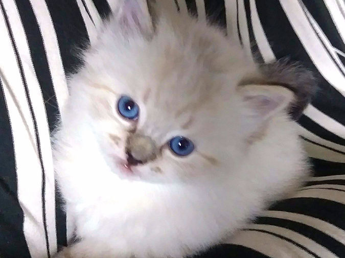 AmourToujoursRagdolls Seal Lynx_edited.j