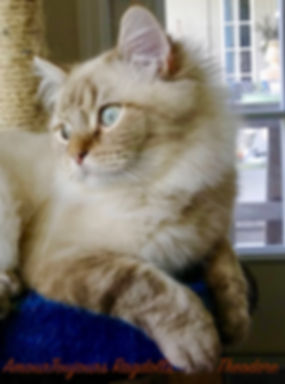 Cinnamon Ragdoll of AmourToujours .jpeg