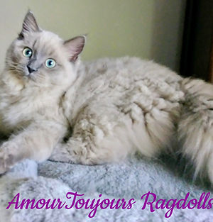 Blue Mink Ragdoll of AmourToujours .jpg