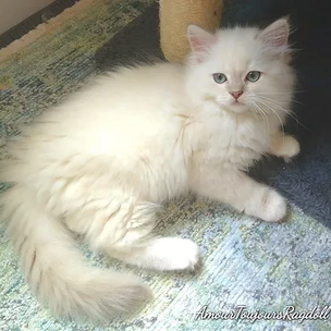 LILAC MINK TURQUOISE EYES RAGDOLL _edited.webp