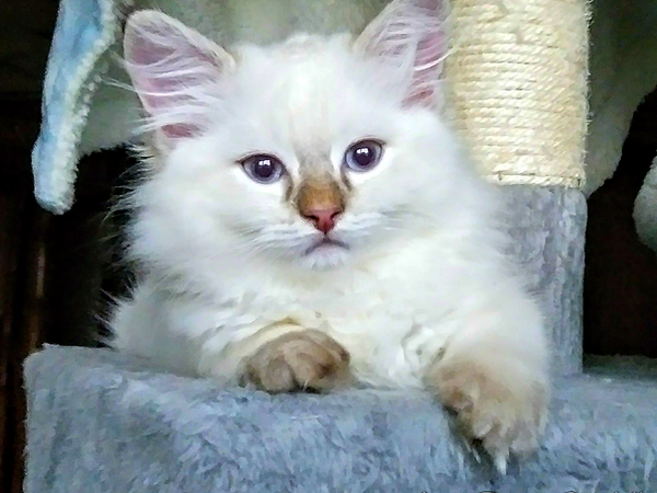 AmourToujours Ragdoll Toblerone.jpg