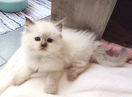 Chocolate Cherubim Ragdoll of AmourToujours_edited.jpg