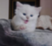 fullsizeoutput_bd5.jpeg