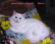 fullsizeoutput_cd9.jpeg