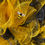 Thumbnail: Sparkle Bee