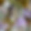 Thumbnail: English Country Garden