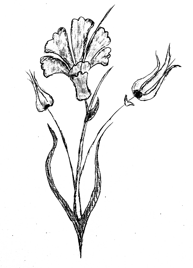 tulip logoblack and whit3.png