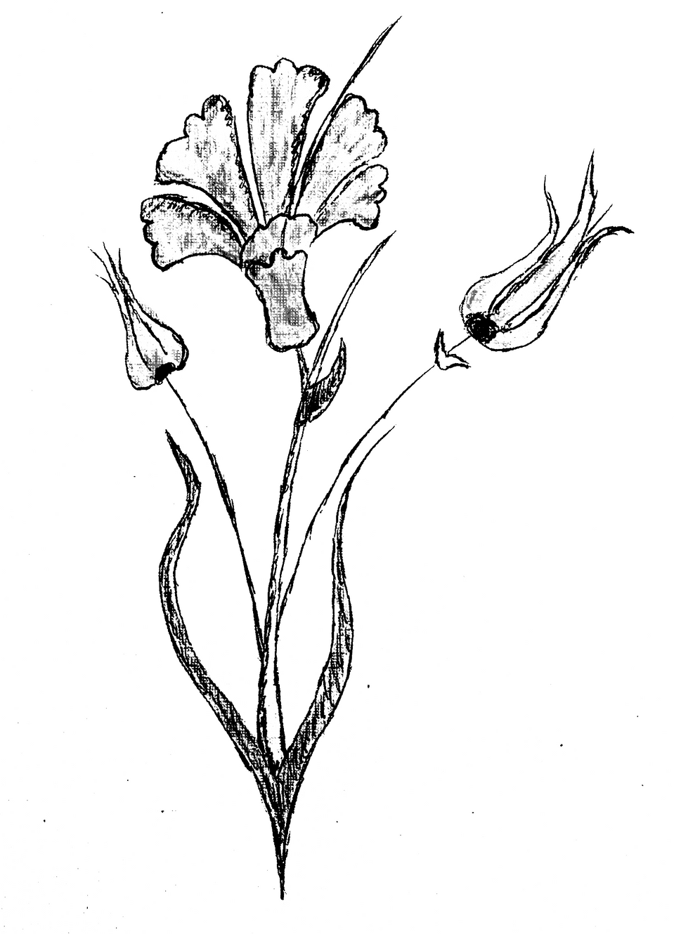 Restaurant Tulip Bar And Restaurant Brattleboro