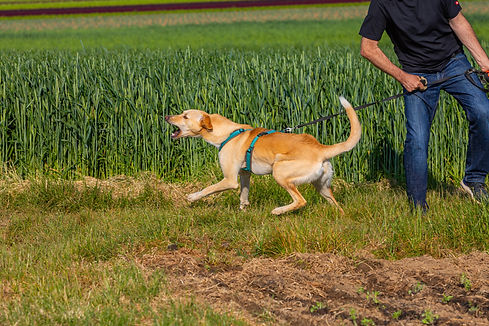 reactive dog pulls on the leash.jpg