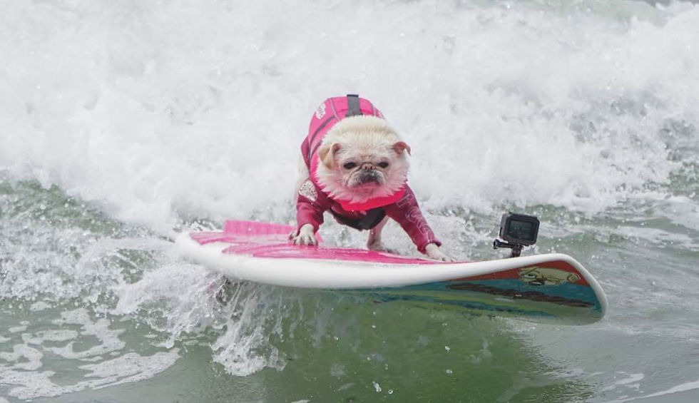 Thumbnail: Surf Gidget Surf Photos, Sales Go To The Surf Gidget Foundation