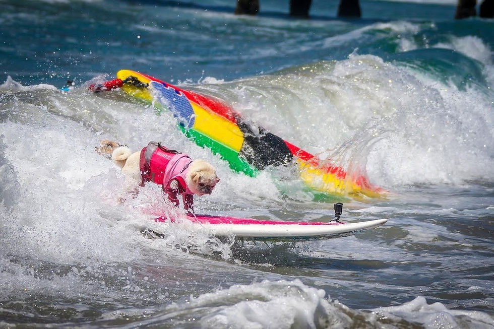 Thumbnail: Surf Gidget Surf Photos, Sales Go To The Surf Gidget Foundation