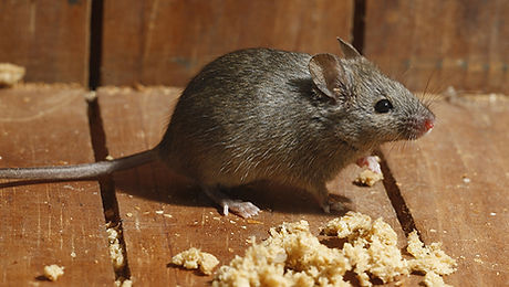 rodent-exclusion.jpg