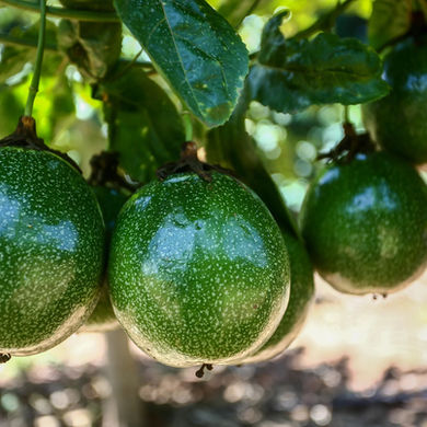 Saiba os principais cuidados no cultivo de hortaliças e frutas durante o inverno