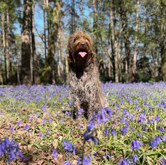 Happy dog in bluebells