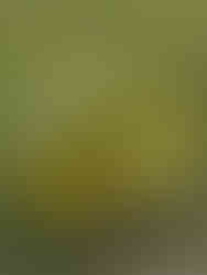 Portgordon Fairy Walk