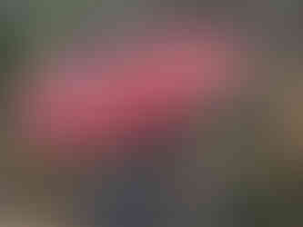 Portgordon Fairy Walk