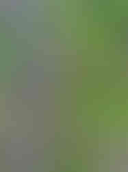 Biblical Gardens Elgin