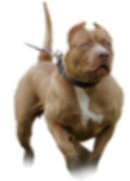xl pitbull breeder