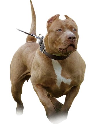 What Kind Of Human Food Is Good For Dogs What Kind Of Human Food Is Good For Dogs