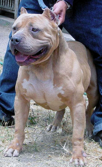 monster red nose pitbulls