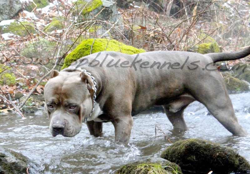 TANK XXL PIT BULL TOPBLUE PIT BULLS