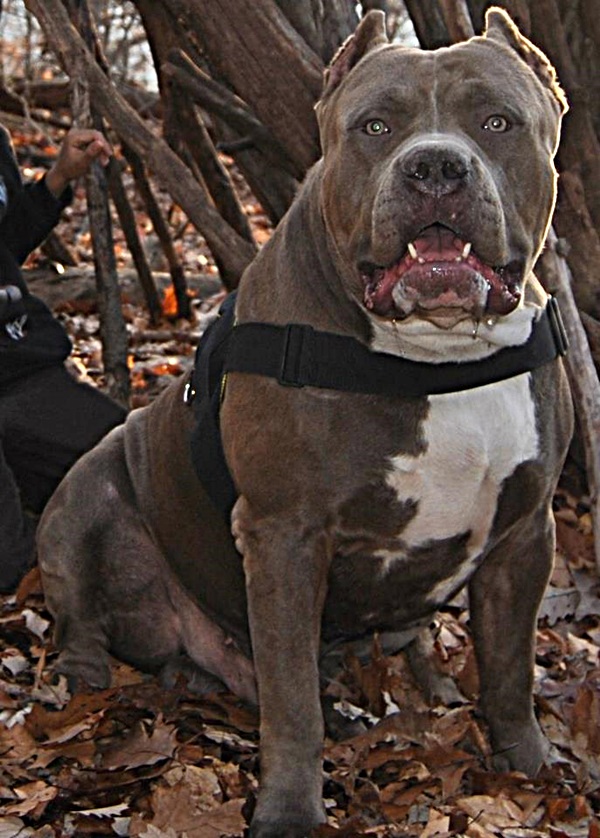 TANK XXL PIT BULL TOPBLUE PIT BULLS