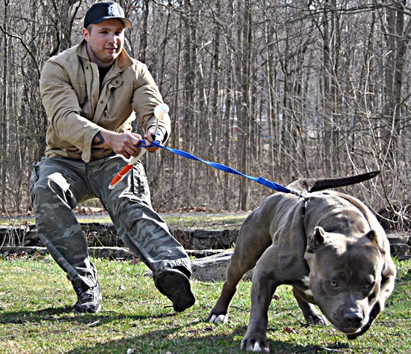 american bully tank