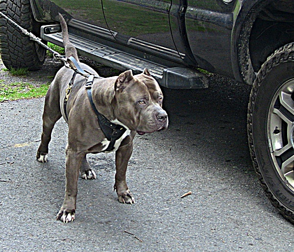TANK XXL PIT BULL TOPBLUE PIT BULLS