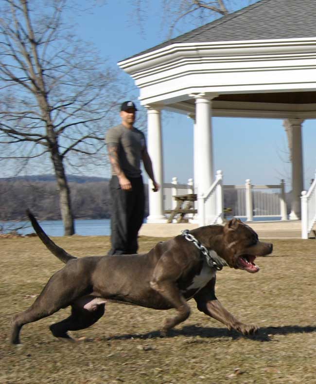 TANK XXL PIT BULL TOPBLUE PIT BULLS