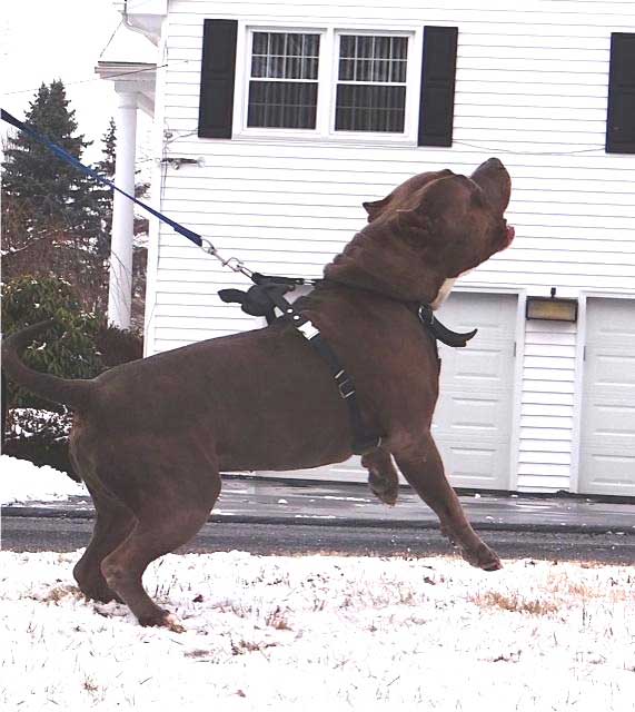 TANK XXL PIT BULL TOPBLUE PIT BULLS