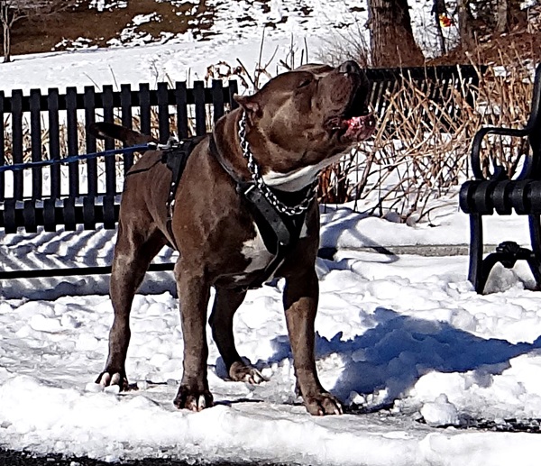 TANK XXL PIT BULL TOPBLUE PIT BULLS