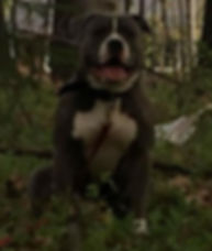 xl pitbull puppies for sale