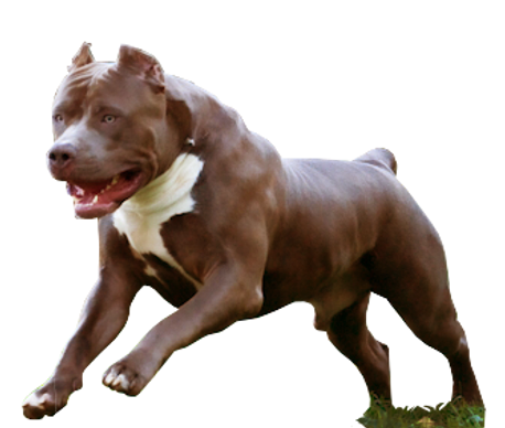 xxl pitbulls for sale topblue pit