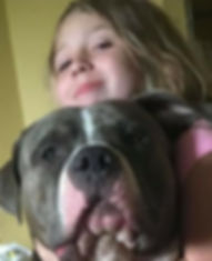 xl pitbull puppies for sale