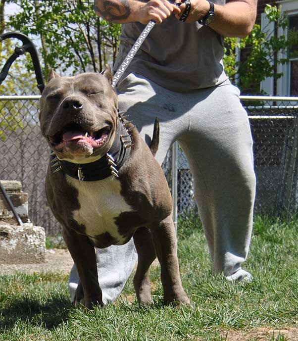 TANK XXL PIT BULL TOPBLUE PIT BULLS