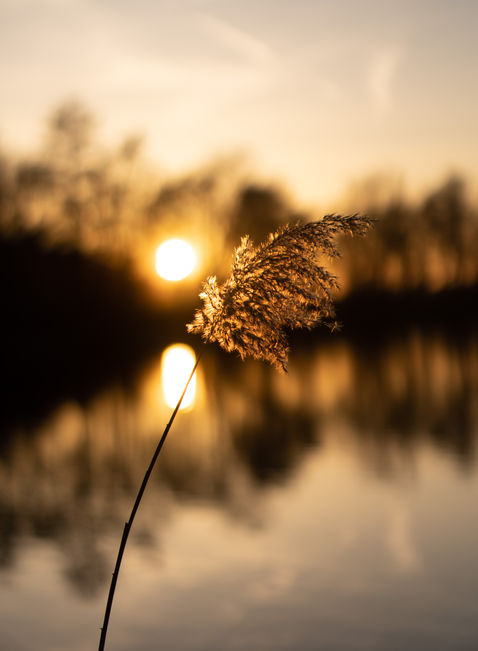 Pampasgras im Sonnenuntergang