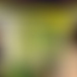 Scepticism & Mental Health Claims in Court: Do Pre-Existing Diagnoses Carry More Weight?