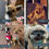 Thumbnail: 2025 Pups of Pensacola Calendar 