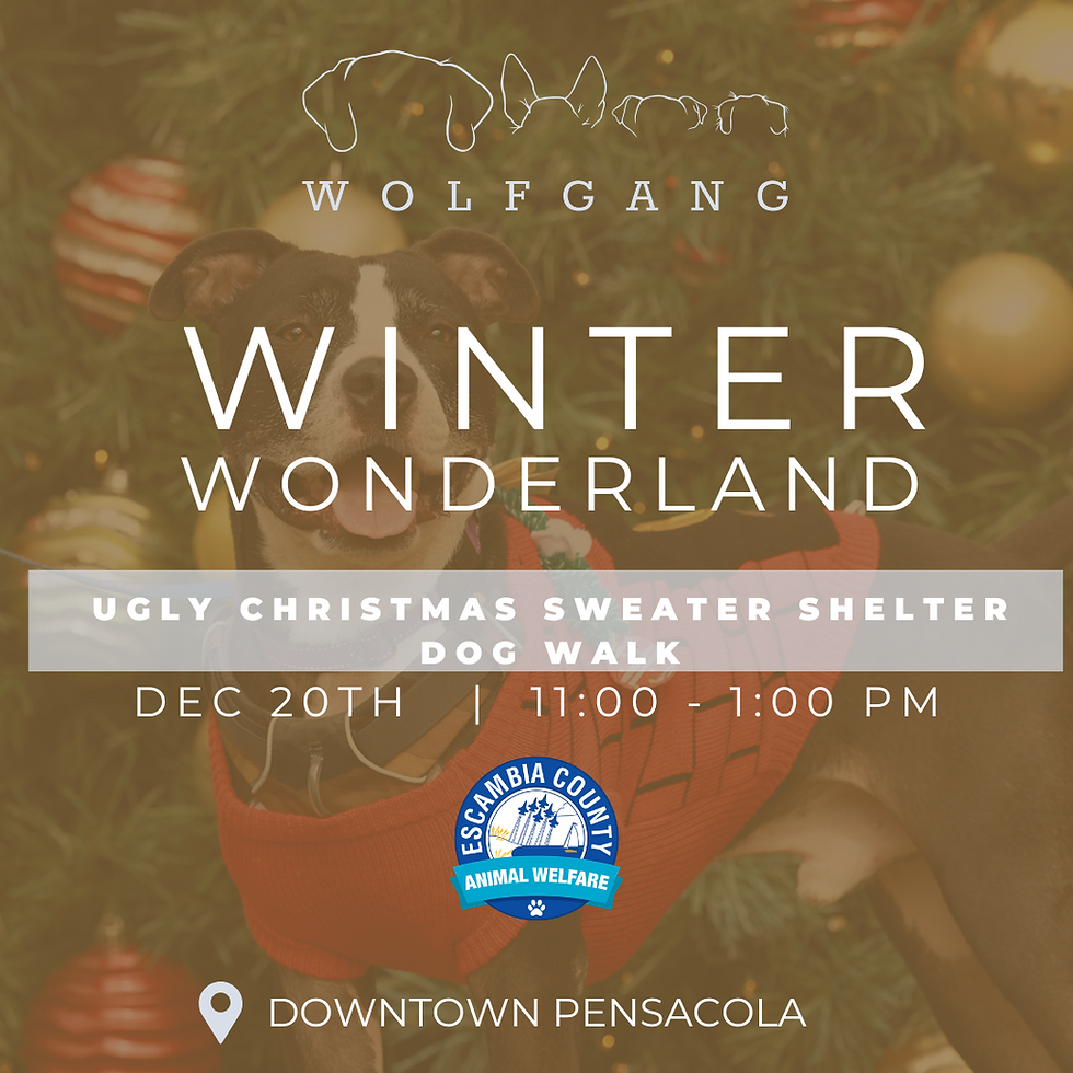 Winter Wonderland Shelter Dog Walk