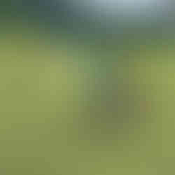 summer soccer camps