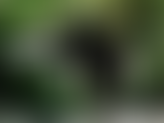 Screening of A Sacred Place and conversation with Dr. Dolly Kikon