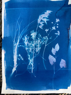 cyanotype26