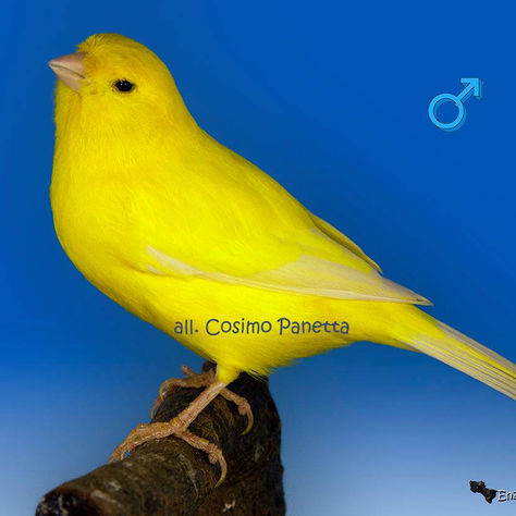 Understanding Lipochrome Canaries