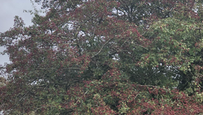 Season of mists and mellow fruitfulness