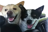 Border Heelers BL