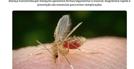 Imagem da abertura da reportagem com fleobotomíneo, mosca hematófaga vetor da leishmaniose, pousado em um dedo humano