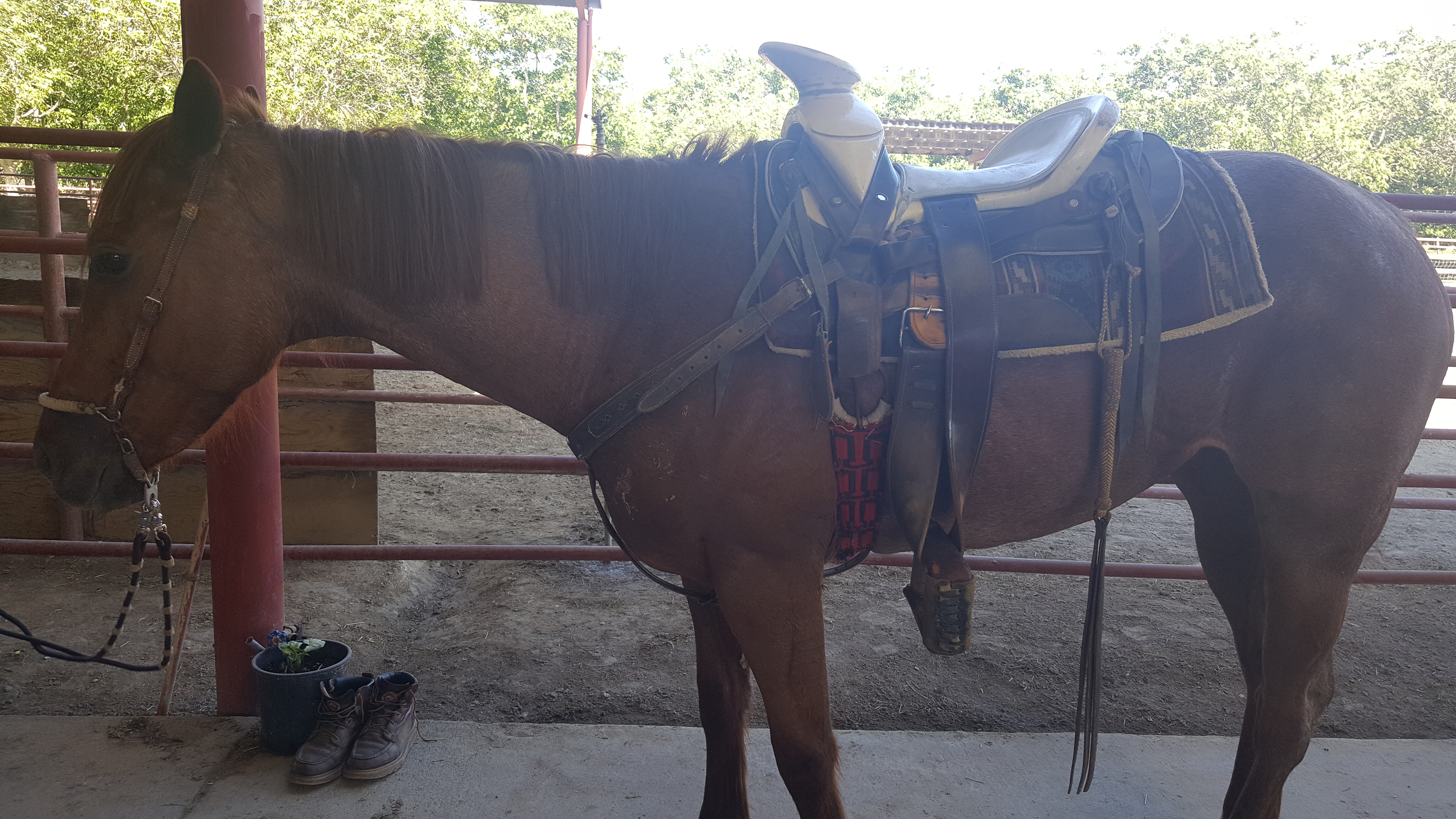 Socotur Bilaa Horse